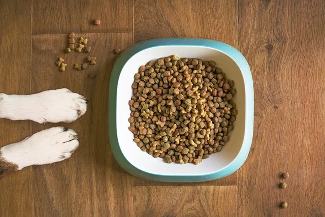 犬の餌におけるグルテンフリーとグレインフリーの違いとは？