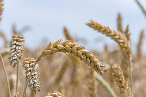麦とは？基本的な定義や特徴、グルテンを含むかどうかを解説！